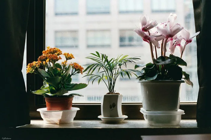 Trang trí cửa sổ là một phần không thể thiếu trong ngôi nhà của bạn