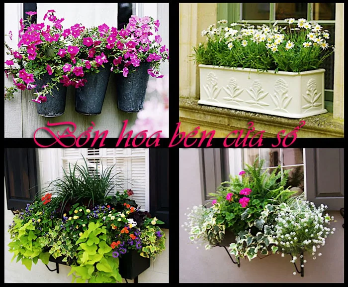 Để có một bồn hoa bên cửa sổ đầy sức sống | Sài Gòn Hoa – SÀI GÒN HOA –  TƯƠI ĐẸP, NĂNG ĐỘNG