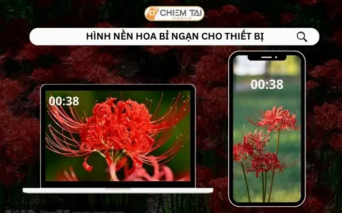 Tuyển chọn những hình nền hoa bỉ ngạn đẹp ngây ngất