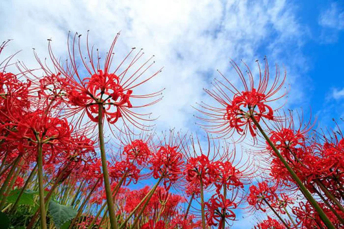 Bỉ ngạn: Sắc đỏ ma mị của mùa thu Nhật Bản | KILALA