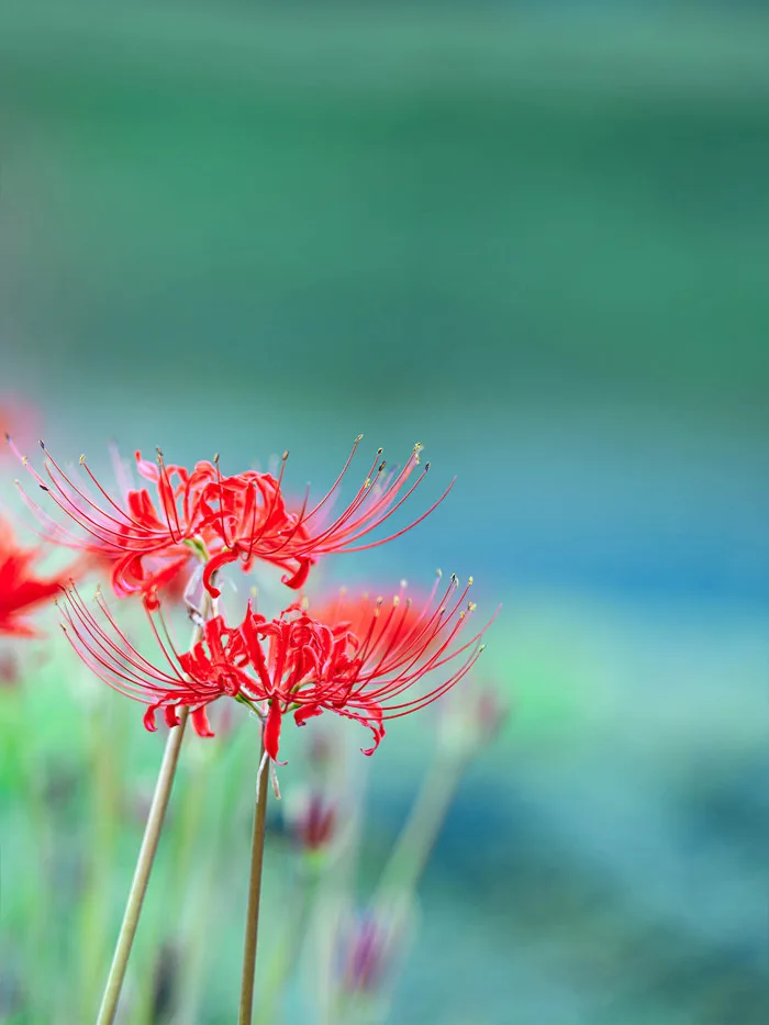 Top 1000+ hình nền hoa bỉ ngạn mang vô vàn sắc thái. Lưu ngay!