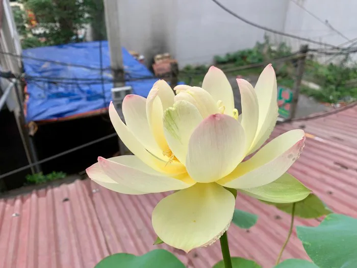 Hoa Sen BỈ NGẠN VÀNG
