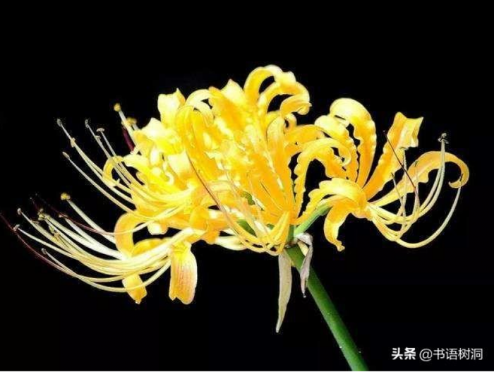 Bỉ ngạn: Sắc đỏ ma mị của mùa thu Nhật Bản | KILALA