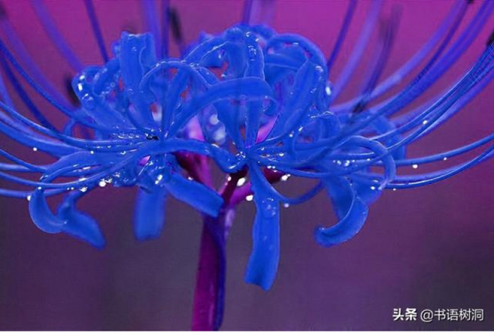 Bỉ ngạn: Sắc đỏ ma mị của mùa thu Nhật Bản | KILALA