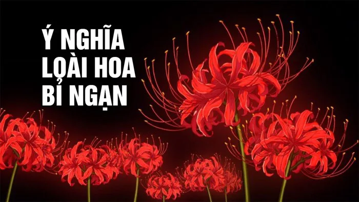 Hoa Bỉ Ngạn là gì? Màu sắc, ý nghĩa và nguồn gốc của trend