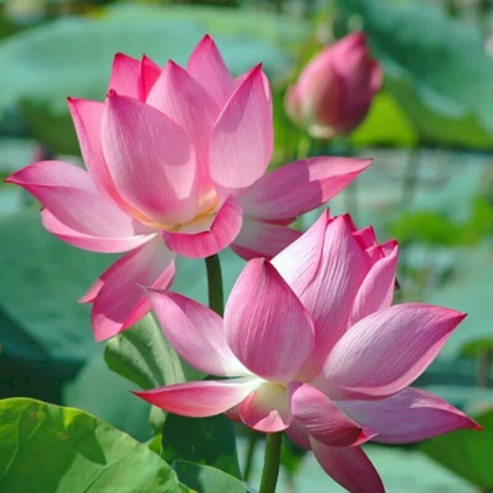 101 hình ảnh hoa may mắn đẹp, ý nghĩa, chất lượng cao, tải miễn phí