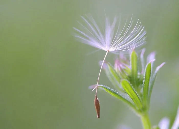 Ảnh hoa bồ công anh (Dandelion) tuyệt đẹp