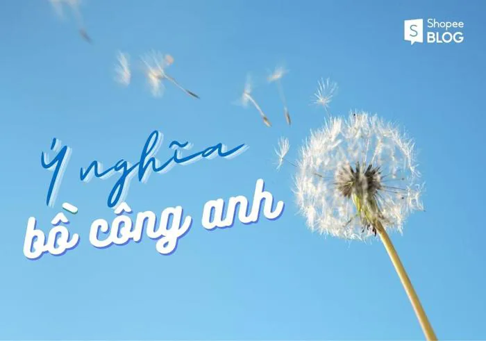 Ý nghĩa hoa bồ công anh trong tình yêu và cuộc sống - Shopee Blog