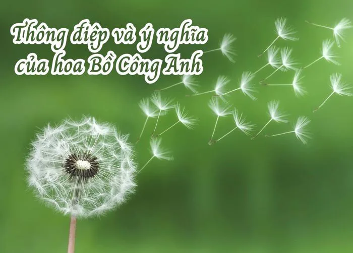 Thông Điệp Và Ý Nghĩa Hoa Bồ Công Anh 20/10 | TIKI