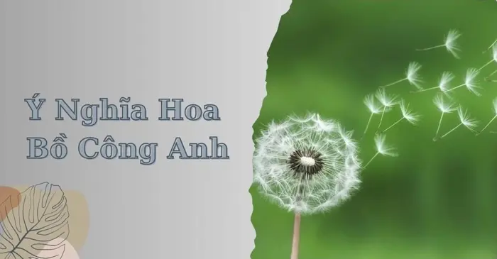 Tổng hợp bộ sưu tập hình nền hoa bồ công anh cho điện thoại