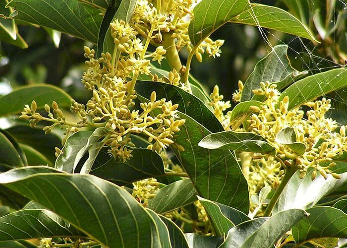 101 Hình ảnh cây bơ đẹp nhất, tải miễn phí