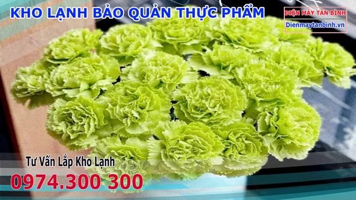 Ý nghĩa loài hoa Hoa Phăng Xanh Bơ? Xuất xứ & Cách bảo quản