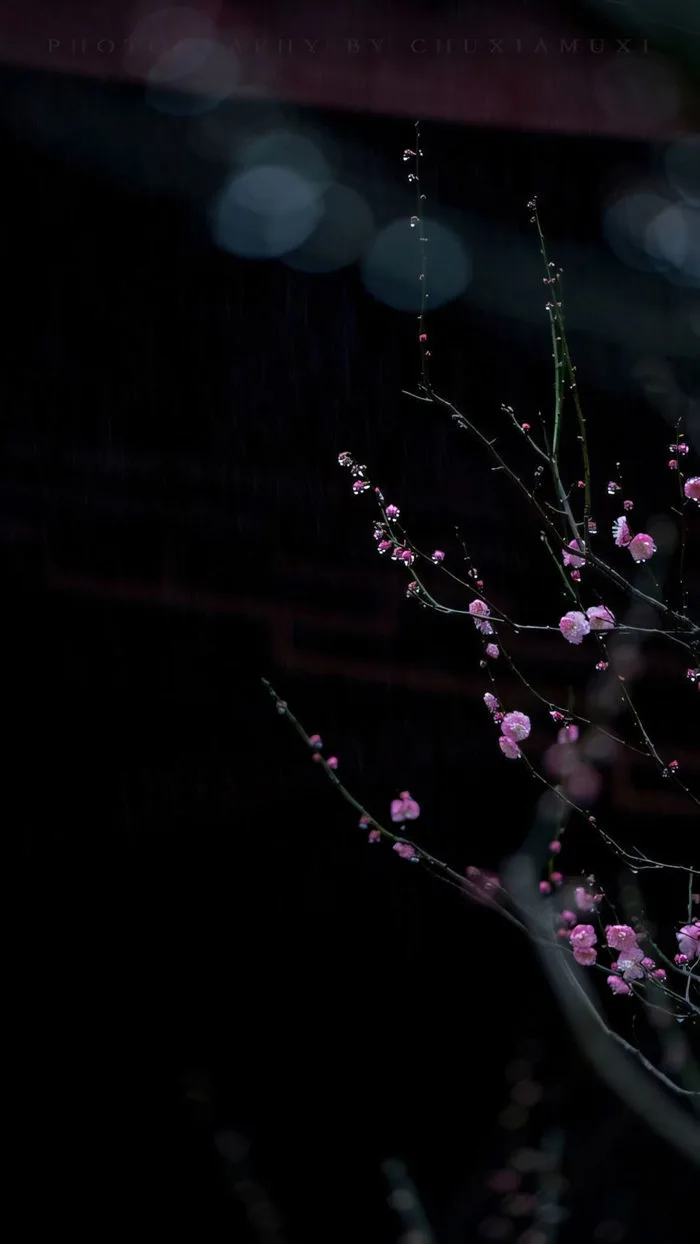 99.000+ Ảnh Hoa Buồn, Tâm Trạng Ảnh Hoa Buồn 🌺🥀🌾, Cô Đơn