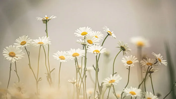 99.000+ Ảnh Hoa Buồn, Tâm Trạng Ảnh Hoa Buồn 🌺🥀🌾, Cô Đơn