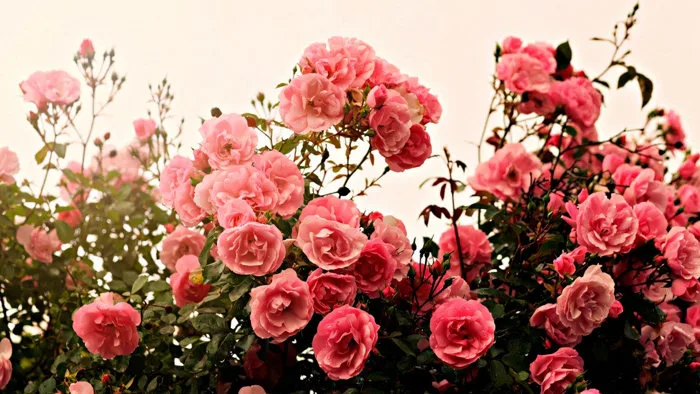 99.000+ Ảnh Hoa Buồn, Tâm Trạng Ảnh Hoa Buồn 🌺🥀🌾, Cô Đơn