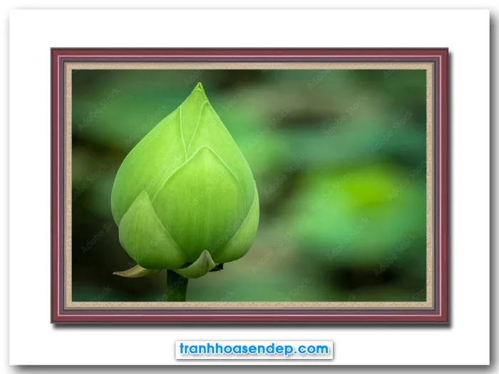 Tranh treo tường búp hoa sen đẹp SEN9142
