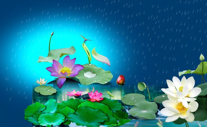 Tải xuống hình ảnh hoa sen búp nở file PSD - Pdcorel.com