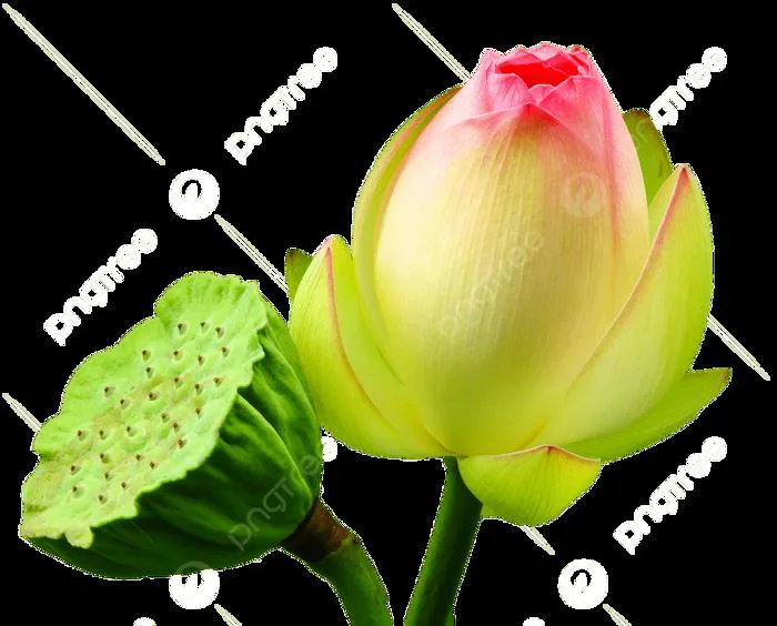Hình ảnh Búp Sen Chờ Cắm Củ Sen PNG , Hoa Sen, Mùa Hè, Nụ Hoa PNG trong  suốt và Vector để tải xuống miễn phí