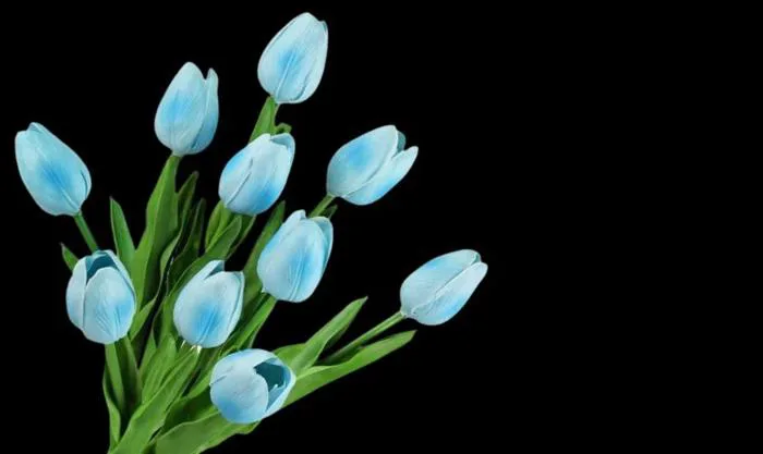 Hình nền hoa Tulip full HD, 4K tải cho điện thoại, PC