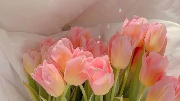 999+ hình nền hoa tulip đẹp Full HD, 4K cho điện thoại, laptop -  Thegioididong.com