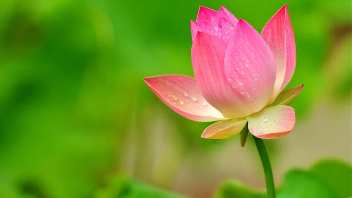 Tải Bộ Hình Nền Hoa đẹp, Siêu Nét Cho Máy Tính - MTrend