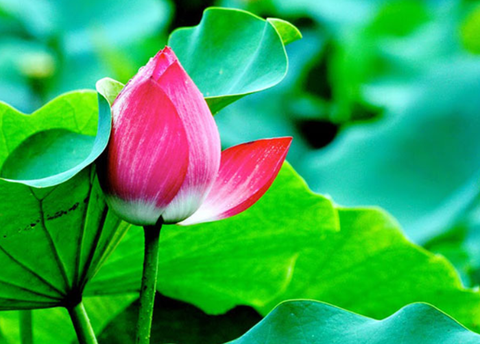Top 101+ hình ảnh Cây Hoa Sen - biểu tượng của Quốc Hoa