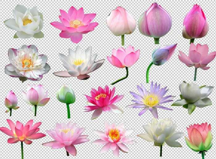 Tải xuống hình ảnh hoa sen búp nở file PSD - Pdcorel.com