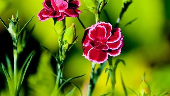 Hình ảnh hoa Cẩm Chướng đẹp nhất