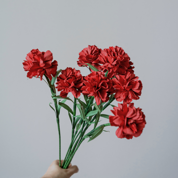 Cẩm Chướng - Maypaperflower