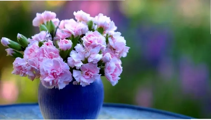 Khám phá vẻ đẹp tinh tế của hình nền hoa cẩm chướng
