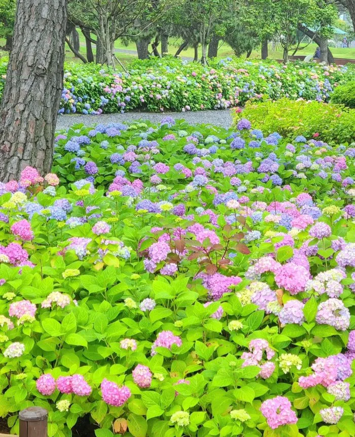 Ngắm hoa cẩm tú cầu rực rỡ vào mùa hè ở Hàn Quốc