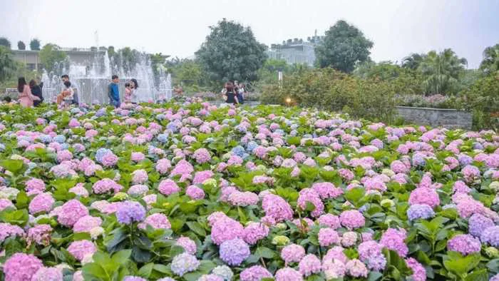 80+ hình ảnh hoa cẩm tú cầu vào mùa đẹp rực rỡ