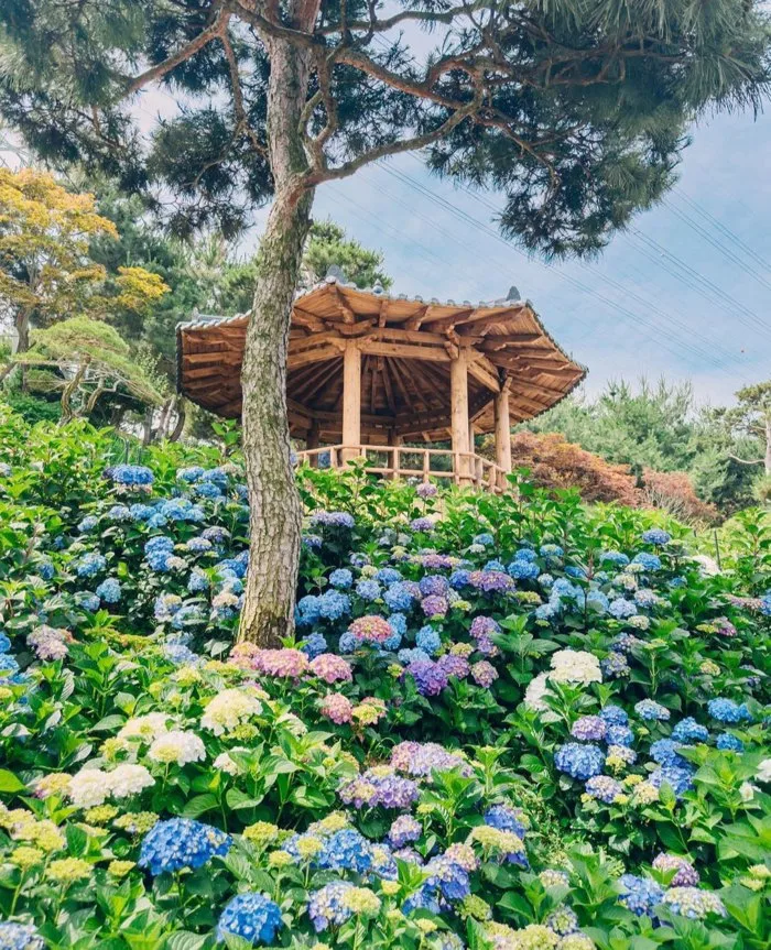 Ngắm hoa cẩm tú cầu rực rỡ vào mùa hè ở Hàn Quốc