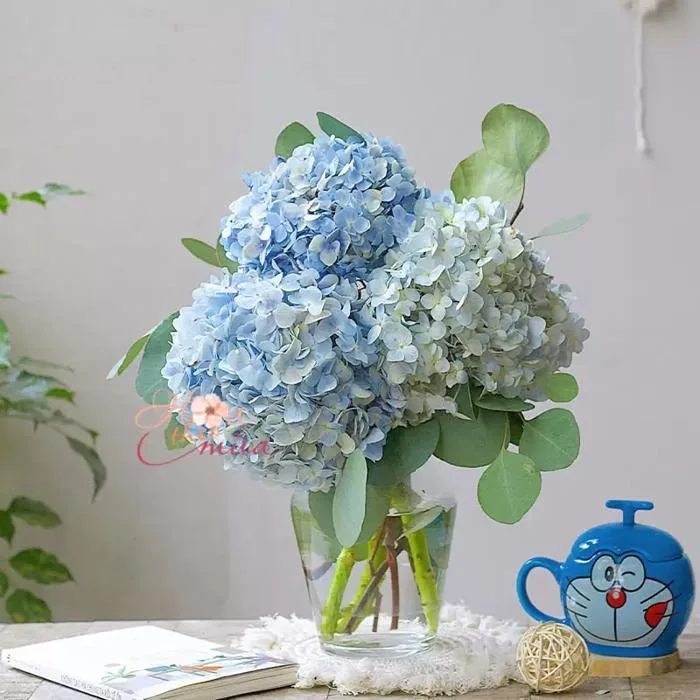 Hoa Cẩm Tú Cầu xanh dương