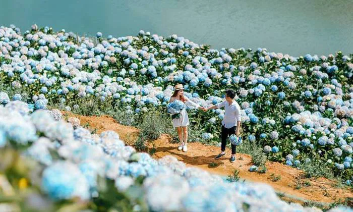 Khám phá vườn hoa cẩm tú cầu Đà Lạt đẹp nhất: Trại Mát