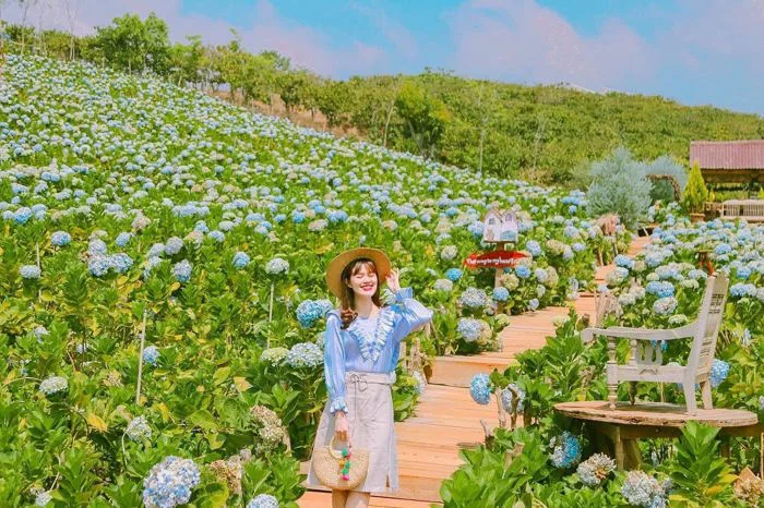 7 Cánh Đồng Hoa Cẩm Tú Cầu Đà Lạt Nhất Định Phải Ghé Qua