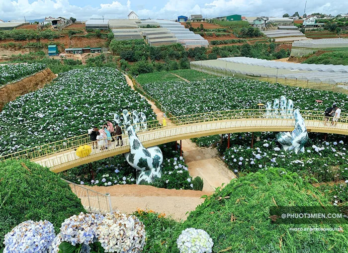 Nhớ ghé Vườn Hoa Cẩm Tú Cầu ở Đà Lạt ngay Trại Mát chụp ảnh sống nhé -  Phượt 3 Miền
