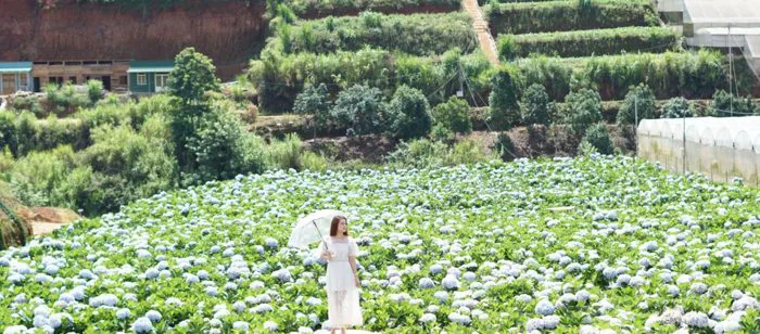 Hướng dẫn đường đi vườn hoa Cẩm Tú Cầu đẹp nhất ở Đà Lạt