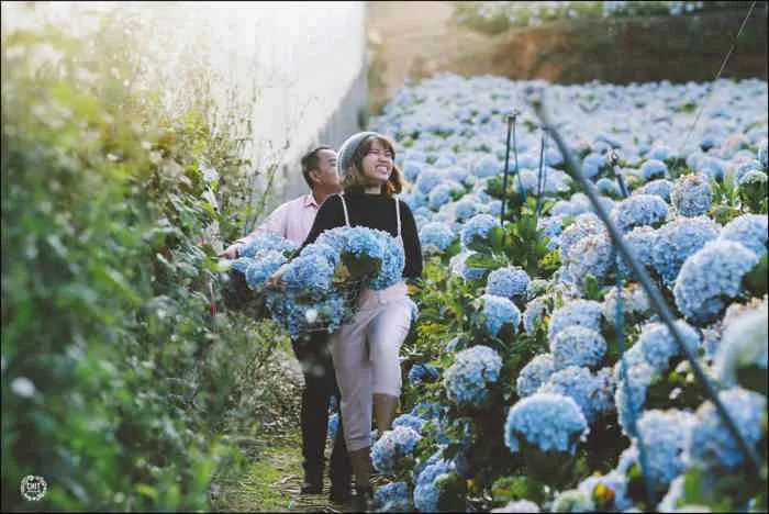 Thung lũng hoa Cẩm Tú Cầu - địa điểm du lịch Đà Lạt hấp dẫn