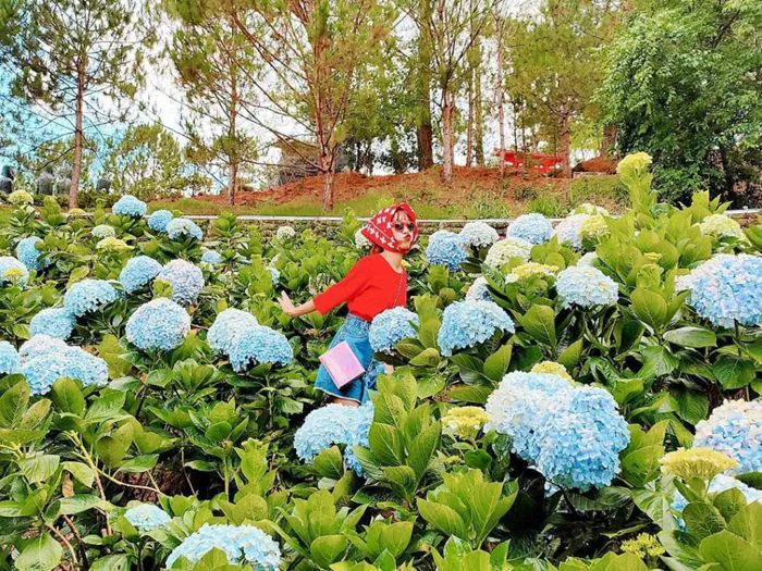 Vườn hoa cẩm tú cầu Đà Lạt: Top 5 nơi đẹp “hút hồn” du khách