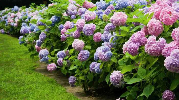 Mùa hoa cẩm tú cầu Đà Lạt - Thiên đường của những mảng màu thơ mộng