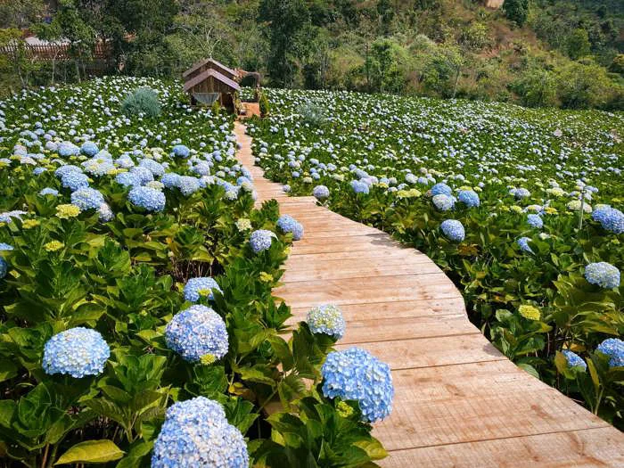 Vườn hoa cẩm tú cầu đẹp nhất Đà Lạt - Khám phá ngay Happy Garden Đà Lạt  nhé! - Du Lịch Chất