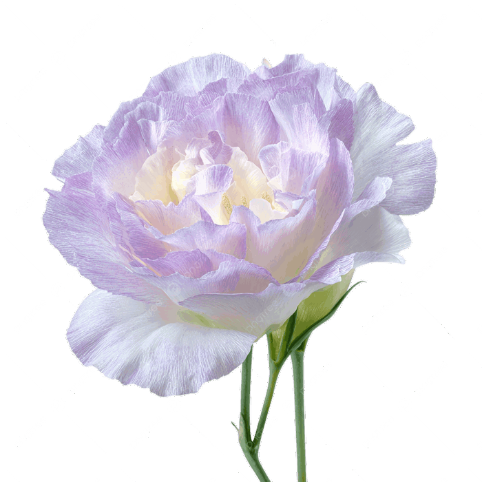 Hình ảnh Hoa Cát Tường được Phân Lập Trên Nền Trong Suốt PNG , Hoa Cát Tường,  Hoa, Hoa PNG trong suốt và Vector để tải xuống miễn phí