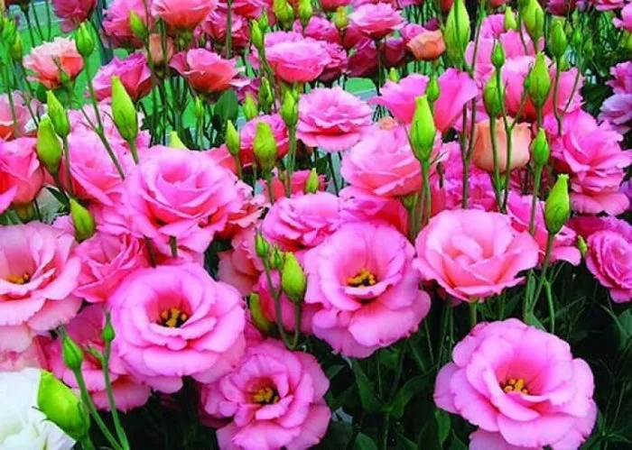 Hoa Cát Tường: Đặc điểm, ý Nghĩa, Màu Sắc, Giá Bán