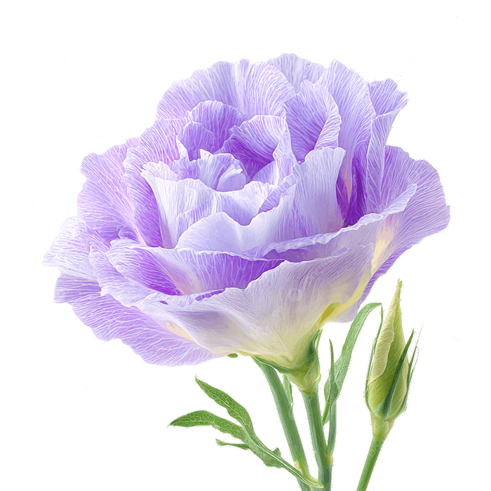 Hình ảnh Hoa Cát Tường được Phân Lập Trên Nền Trong Suốt PNG , Hoa Cát Tường,  Hoa, Hoa PNG trong suốt và Vector để tải xuống miễn phí