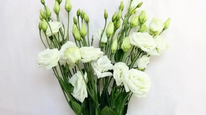 Bộ sưu tập 15 hình nền hoa cát tường rực rỡ sang trọng