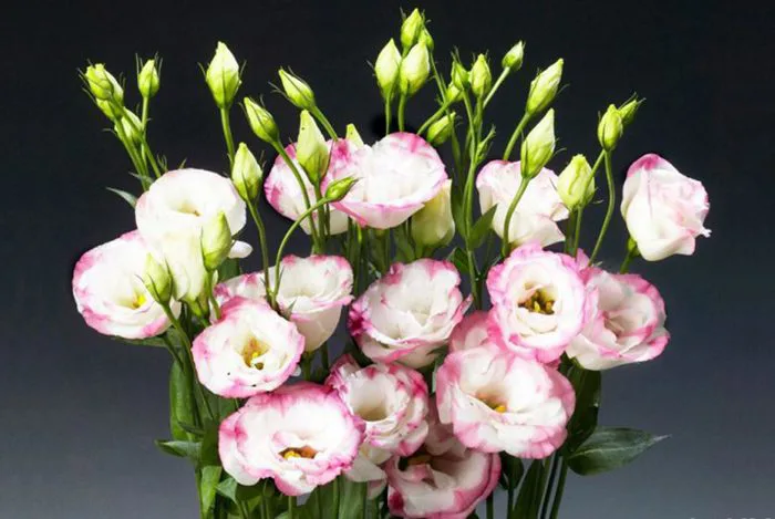 Hoa cát tường (Hoa lan tường)