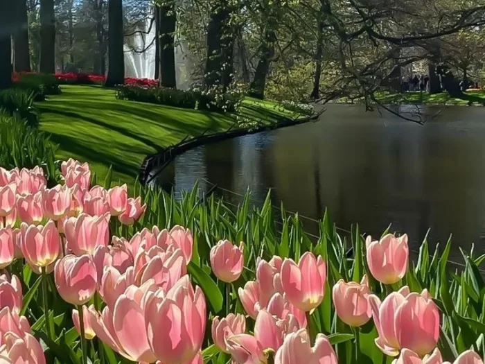 Tải 41+ hình nền hoa Tulip chill đẹp chất lượng 4K miễn phí