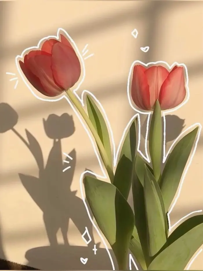 Bộ sưu tập 15+ hoa tulip làm hình nền siêu đẹp chất lượng 4K