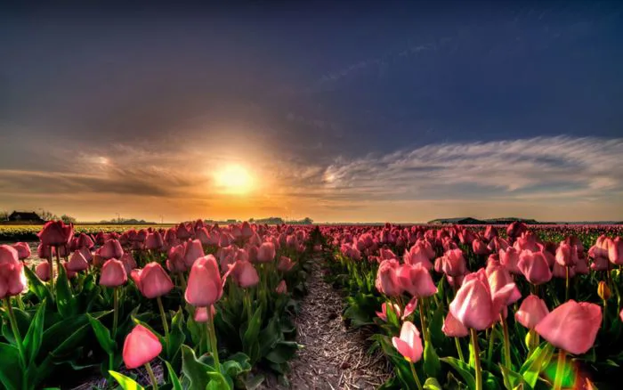 Tổng Hợp Hình Nền Hoa Tulip đẹp Nhất Năm 2025